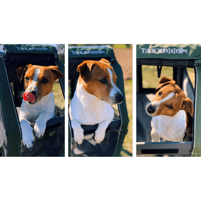 TaXXI Remorcă de bicicletă pentru căini M gri închis/verde închis